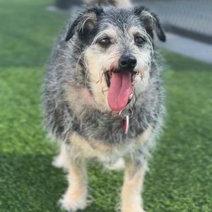 A fluffy dog with a gray and white coat, standing on green grass with its tongue out, wearing a red collar.