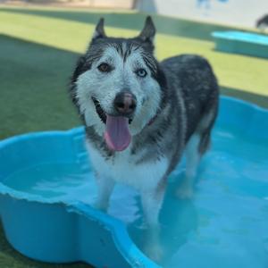 Candy A2075894, Husky, adult, available for adoption
