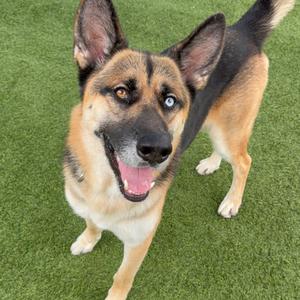 Courage A2126387, Shepherd, German, adult, available for adoption