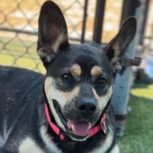 Beatrice A2196494, Shepherd, adult, available for adoption