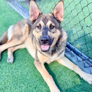 Alex A2252612, Shepherd, German, adult, available for adoption