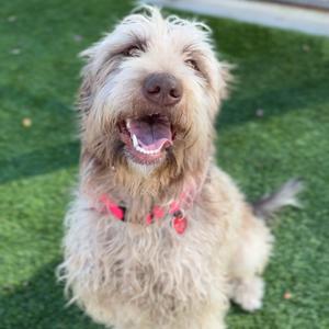a fluffy dog with shaggy fur sitting on green grass