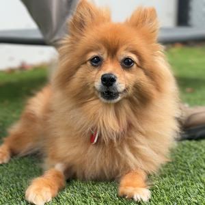 Bella A2291467, Pomeranian, adult, available for adoption