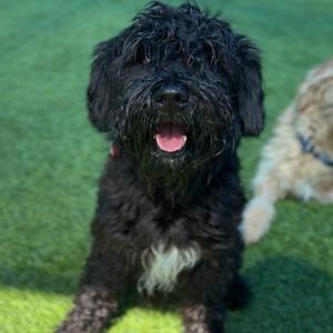 Benito A2295895, Poodle, adult, available for adoption