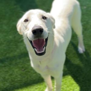Brooklyn, Retriever, Labrador, adult, available for adoption