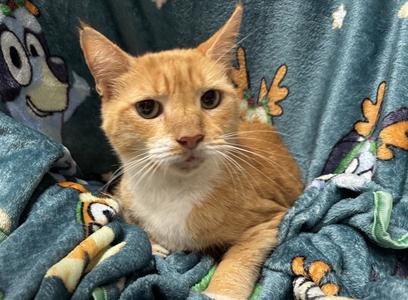 *Loafers, adult, available for adoption