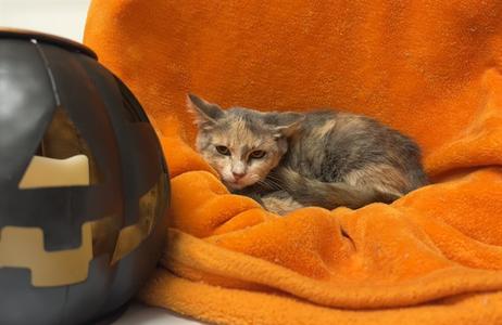 *Hex, kitten, available for adoption