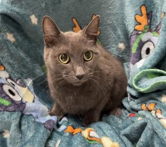 A gray cat with yellow eyes sitting on a colorful blanket with cartoon characters.