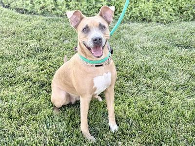 POPPY, Pit Bull Terrier, adult, available for adoption