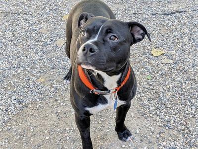 GUNNER, American Bulldog, young, available for adoption