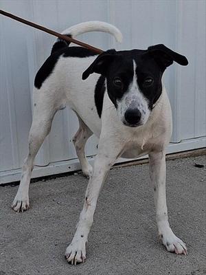 RINGO, Rat Terrier, young, available for adoption