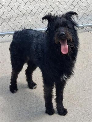 GILLIE, Labrador Retriever / Poodle (Standard), young, available for adoption