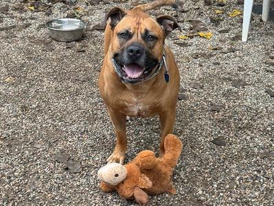 A brown dog with a black muzzle and ears is standing on a gravel surface, looking at the camera with its mouth open. It is wearing a collar with a blue tag. In front of the dog, there is a brown stuffed toy.