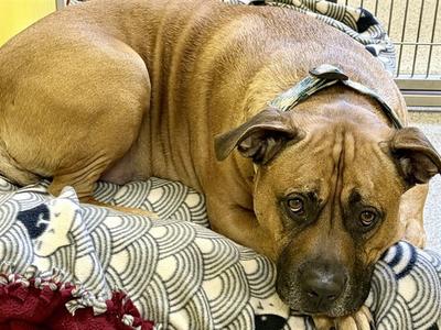 SCOOBY, Pit Bull Terrier, adult, available for adoption