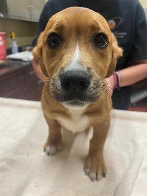 Buzz, Mixed Breed, puppy, available for adoption