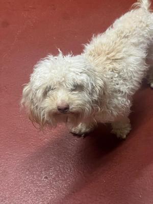 Baron, Poodle, young, available for adoption