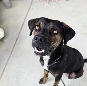 Banksy, Hound, young, available for adoption