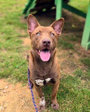 A brown dog with a pink tongue and a blue leash