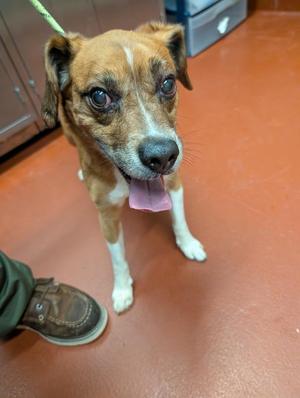 Chubbs, Mixed Breed, young, available for adoption