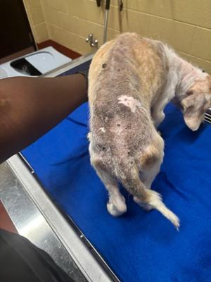 Blip (Nico Bean)Reed, Beagle, senior, available for adoption