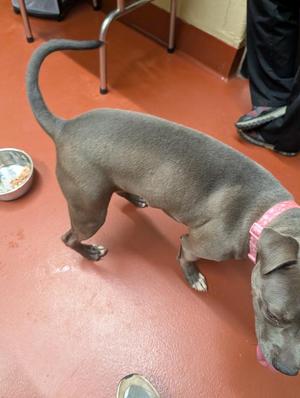 Delilah, Pit Bull Terrier, young, available for adoption