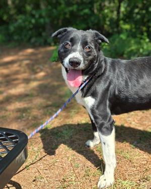 Dayko, Mixed Breed, adult, available for adoption