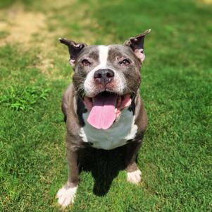 A happy dog with a white and brown coat, standing on grass with its tongue out.