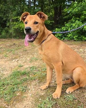 Beatrice, Mixed Breed, puppy, available for adoption