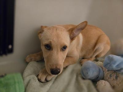 a light brown puppy lying on a blanket