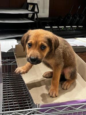 Alexander, Mixed Breed, puppy, available for adoption