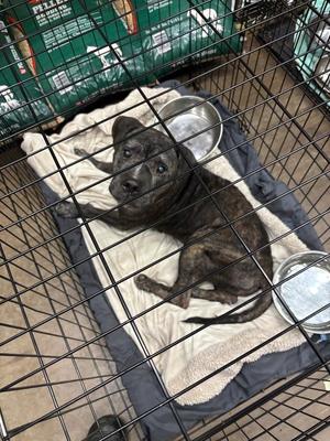 BoDilly, Mixed Breed, young, available for adoption
