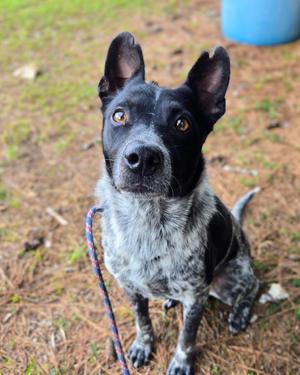 Apollo, Mixed Breed, adult, available for adoption