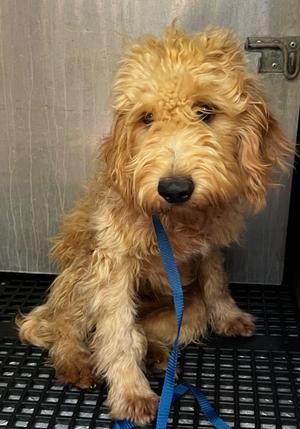 Bronco, Poodle, young, available for adoption