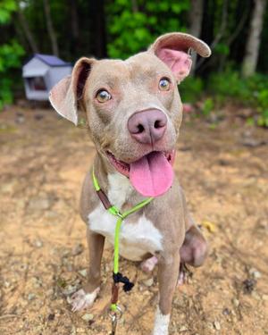 Atreus, Mixed Breed, young, available for adoption