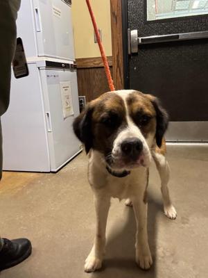 Chimichanga, Mixed Breed, young, available for adoption