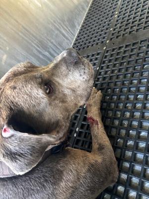 brownie, Mixed Breed, young, available for adoption