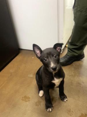 Bob, Mixed Breed, puppy, available for adoption