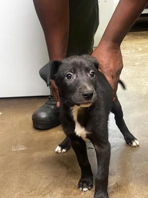 Bailey, Mixed Breed, puppy, available for adoption