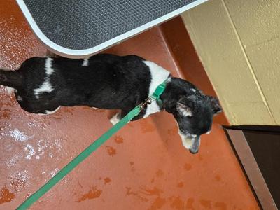 Billy, Mixed Breed, senior, available for adoption