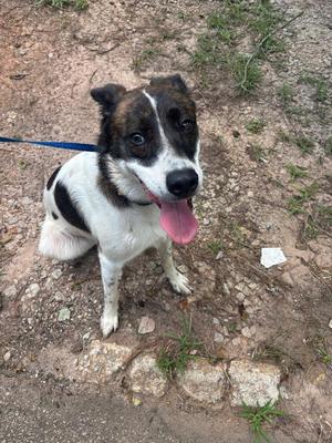 A black and white dog with a blue leash, sitting on a rocky ground, tongue out, looking up.