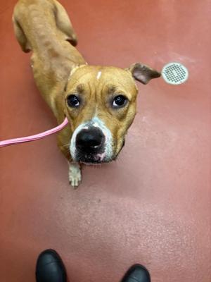 A brown dog with a white patch on its face is standing on a red floor, looking up at the camera. A pink leash is attached to its collar, and a person's black shoes are visible in the foreground.