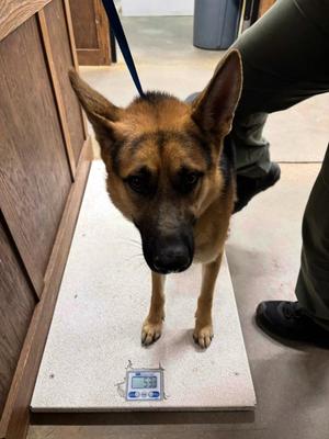 Bonny Gladimy, Shepherd, adult, available for adoption