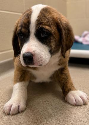 Denver, Mixed Breed, puppy, available for adoption