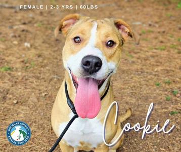 A female dog named Cookie, 2-3 years old and 60 lbs, with a brown and white coat, panting with her tongue out, wearing a black collar.