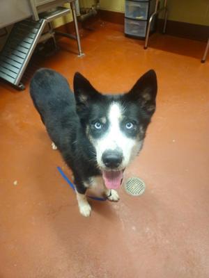 Aspen, Siberian Husky, young, available for adoption