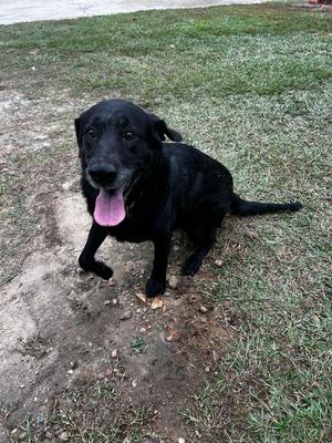 Bo Butler (Edgar), Mixed Breed, adult, available for adoption