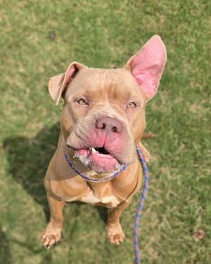 A brown dog with a blue collar and leash, standing on grass and looking up at the camera.