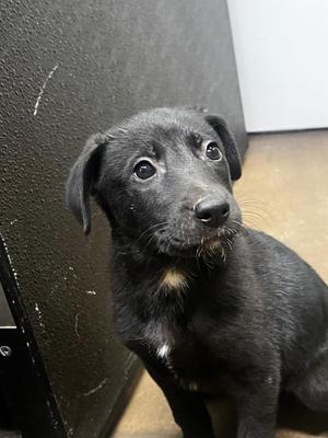 Billie, Mixed Breed, puppy, available for adoption