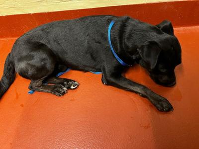 Brutus, Mixed Breed, young, available for adoption