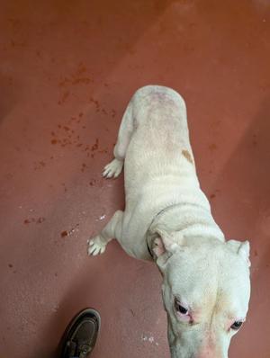 A white dog with a tan spot on its back lies on a reddish-brown floor.